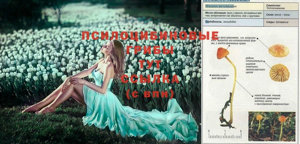 стаф Баксан